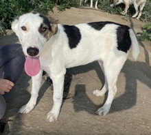 COLETTE, Hund, Mischlingshund in Griechenland - Bild 4