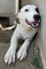COLETTE, Hund, Mischlingshund in Griechenland - Bild 9