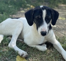 NIKOLA, Hund, Mischlingshund in Griechenland - Bild 10
