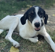 NIKOLA, Hund, Mischlingshund in Griechenland - Bild 11