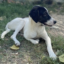 NIKOLA, Hund, Mischlingshund in Griechenland - Bild 12