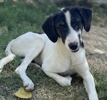 NIKOLA, Hund, Mischlingshund in Griechenland - Bild 14