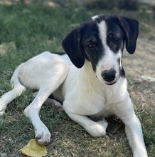 NIKOLA, Hund, Mischlingshund in Griechenland - Bild 15
