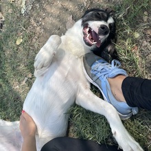 NIKOLA, Hund, Mischlingshund in Griechenland - Bild 16