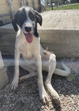 NIKOLA, Hund, Mischlingshund in Griechenland - Bild 17