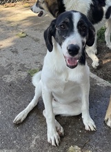 NIKOLA, Hund, Mischlingshund in Griechenland - Bild 21