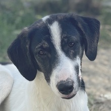NIKOLA, Hund, Mischlingshund in Griechenland - Bild 4