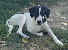NIKOLA, Hund, Mischlingshund in Griechenland - Bild 9