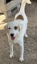 TAMURA, Hund, Mischlingshund in Griechenland - Bild 13