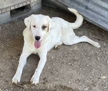 TAMURA, Hund, Mischlingshund in Griechenland - Bild 18