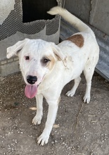 TAMURA, Hund, Mischlingshund in Griechenland - Bild 19