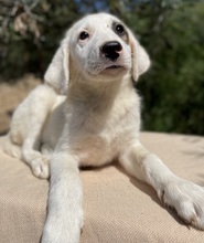 TAMURA, Hund, Mischlingshund in Griechenland - Bild 2