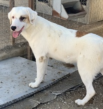 TAMURA, Hund, Mischlingshund in Griechenland - Bild 24