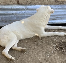 TAMURA, Hund, Mischlingshund in Griechenland - Bild 8