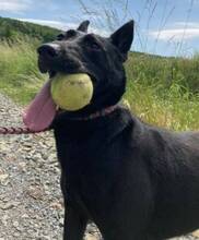 LOLA, Hund, Mischlingshund in Slowakische Republik - Bild 10