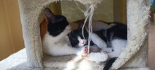 JACKIE, Katze, Hauskatze in Bulgarien - Bild 1