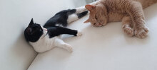JACKIE, Katze, Hauskatze in Bulgarien - Bild 11