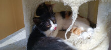 JACKIE, Katze, Hauskatze in Bulgarien - Bild 2