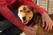 FABRIZIO, Hund, Mischlingshund in Italien