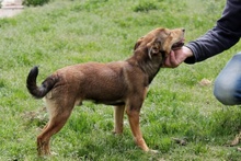 FABRIZIO, Hund, Mischlingshund in Italien - Bild 11