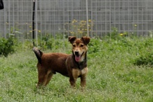 FABRIZIO, Hund, Mischlingshund in Italien - Bild 13
