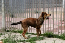FABRIZIO, Hund, Mischlingshund in Italien - Bild 16