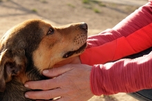 FABRIZIO, Hund, Mischlingshund in Italien - Bild 3