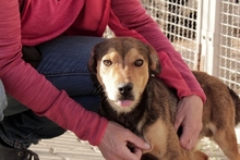 FABRIZIO, Hund, Mischlingshund in Italien - Bild 7