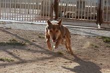 FABRIZIO, Hund, Mischlingshund in Italien - Bild 9