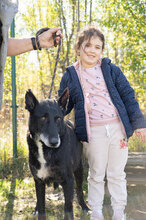 GUNNAR, Hund, Deutscher Schäferhund-Mix in Bulgarien - Bild 10