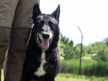 GUNNAR, Hund, Deutscher Schäferhund-Mix in Bulgarien - Bild 9
