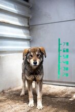 AYOKA, Hund, Mischlingshund in Rumänien - Bild 1