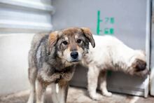 AYOKA, Hund, Mischlingshund in Rumänien - Bild 2
