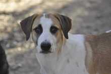 HEINRICH, Hund, Mischlingshund in Griechenland - Bild 1