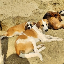 HEINRICH, Hund, Mischlingshund in Griechenland - Bild 11