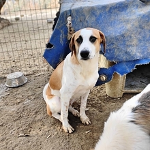 HEINRICH, Hund, Mischlingshund in Griechenland - Bild 12