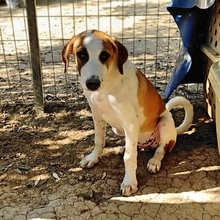 HEINRICH, Hund, Mischlingshund in Griechenland - Bild 14