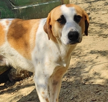 HEINRICH, Hund, Mischlingshund in Griechenland - Bild 2