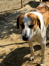 HEINRICH, Hund, Mischlingshund in Griechenland - Bild 3