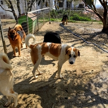 HEINRICH, Hund, Mischlingshund in Griechenland - Bild 4