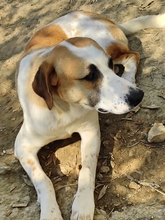 HEINRICH, Hund, Mischlingshund in Griechenland - Bild 5