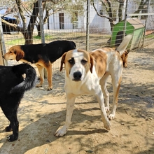 HEINRICH, Hund, Mischlingshund in Griechenland - Bild 6