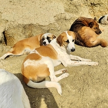 HEINRICH, Hund, Mischlingshund in Griechenland - Bild 7
