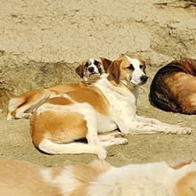HEINRICH, Hund, Mischlingshund in Griechenland - Bild 8