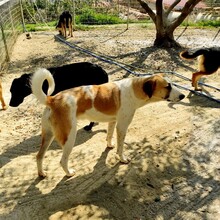 HEINRICH, Hund, Mischlingshund in Griechenland - Bild 9