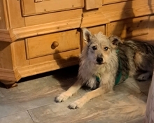 JUNA, Hund, Mischlingshund in Alfhausen - Bild 1
