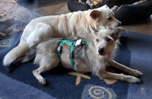 JUNA, Hund, Mischlingshund in Alfhausen - Bild 5