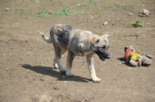 AMICA, Hund, Mischlingshund in Großefehn - Bild 4