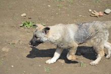 AMICA, Hund, Mischlingshund in Großefehn - Bild 5