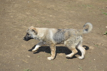 AMICA, Hund, Mischlingshund in Großefehn - Bild 6